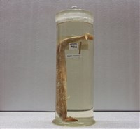 藏品(竹針魚)的圖片